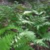 Tsushima Holly Fern